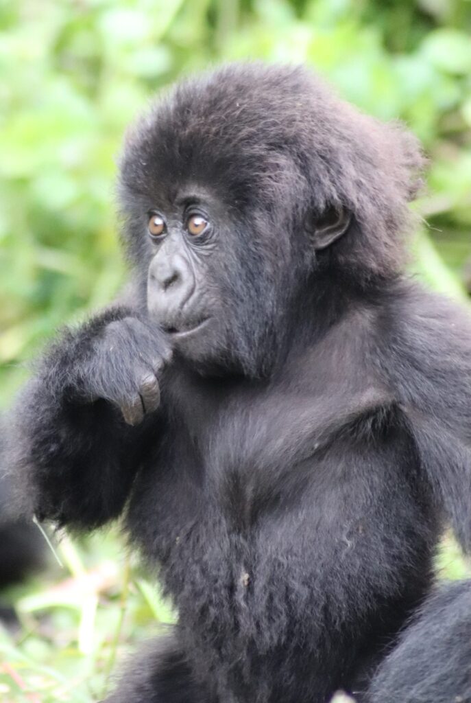 baby gorilla