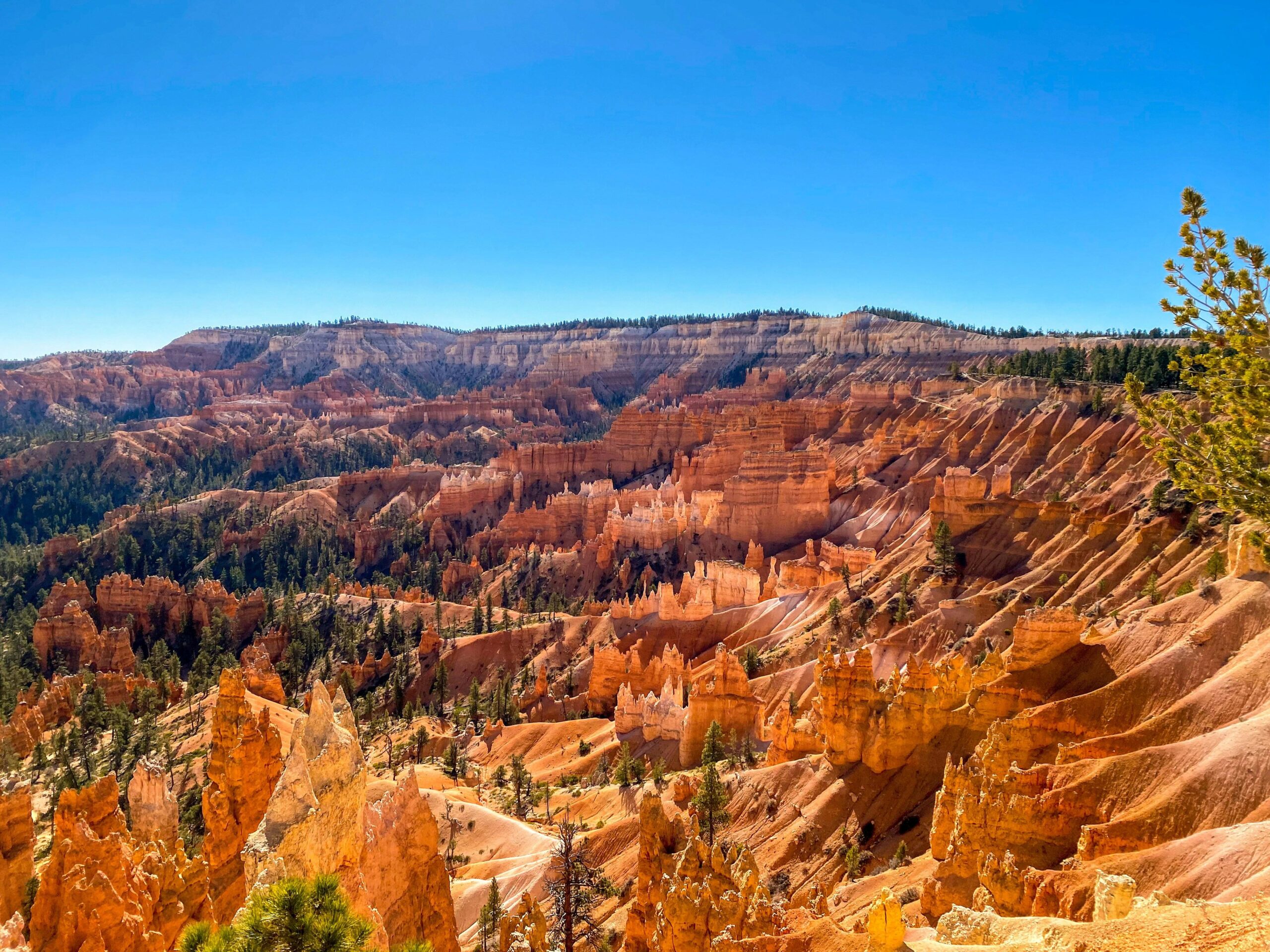 bryce