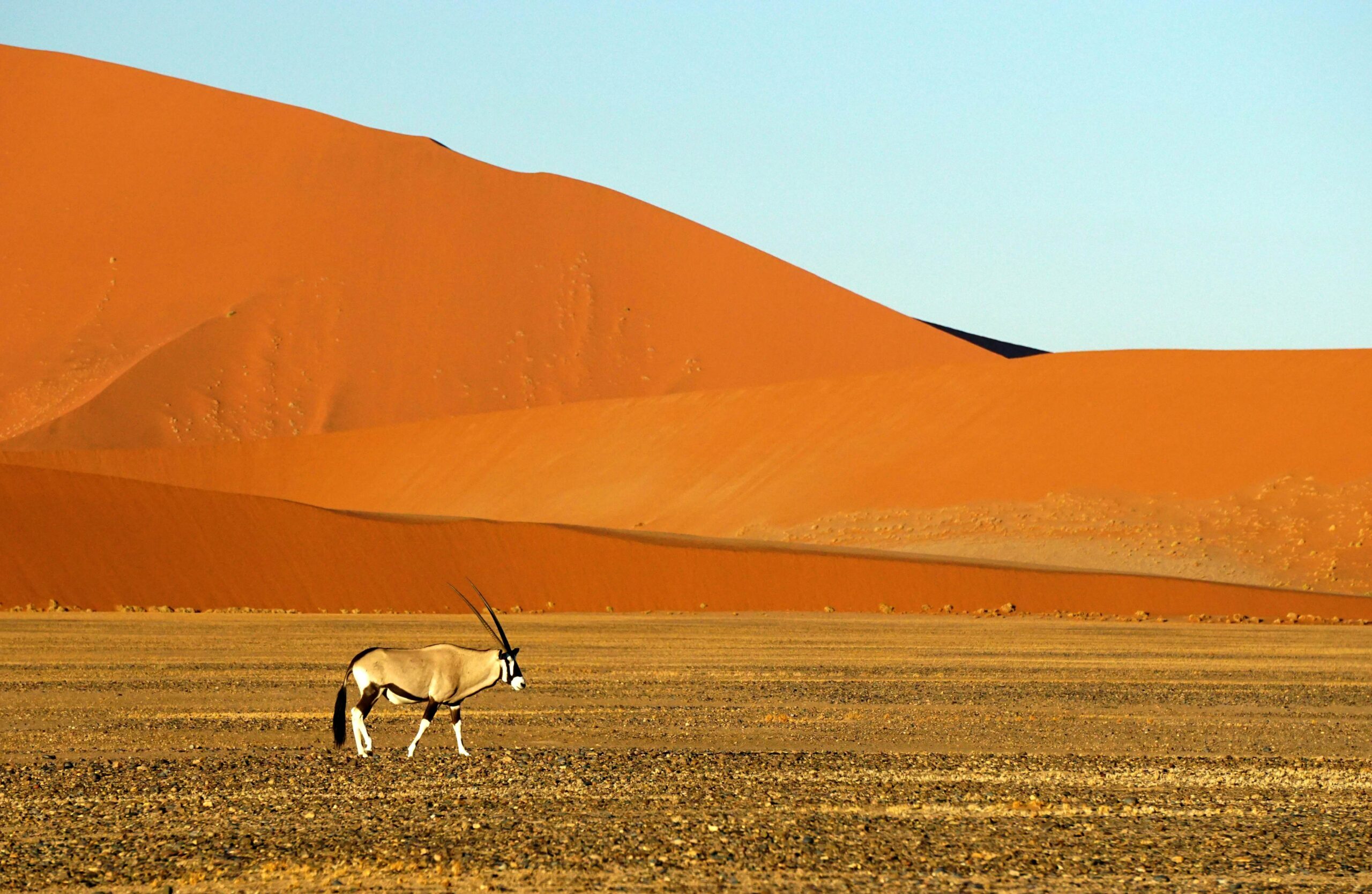 namibia sand animal solo