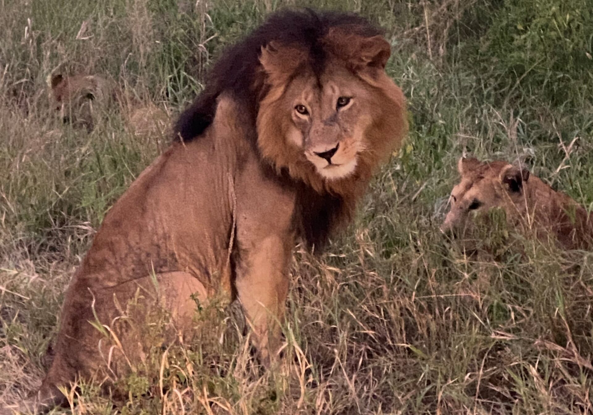 Africa lion