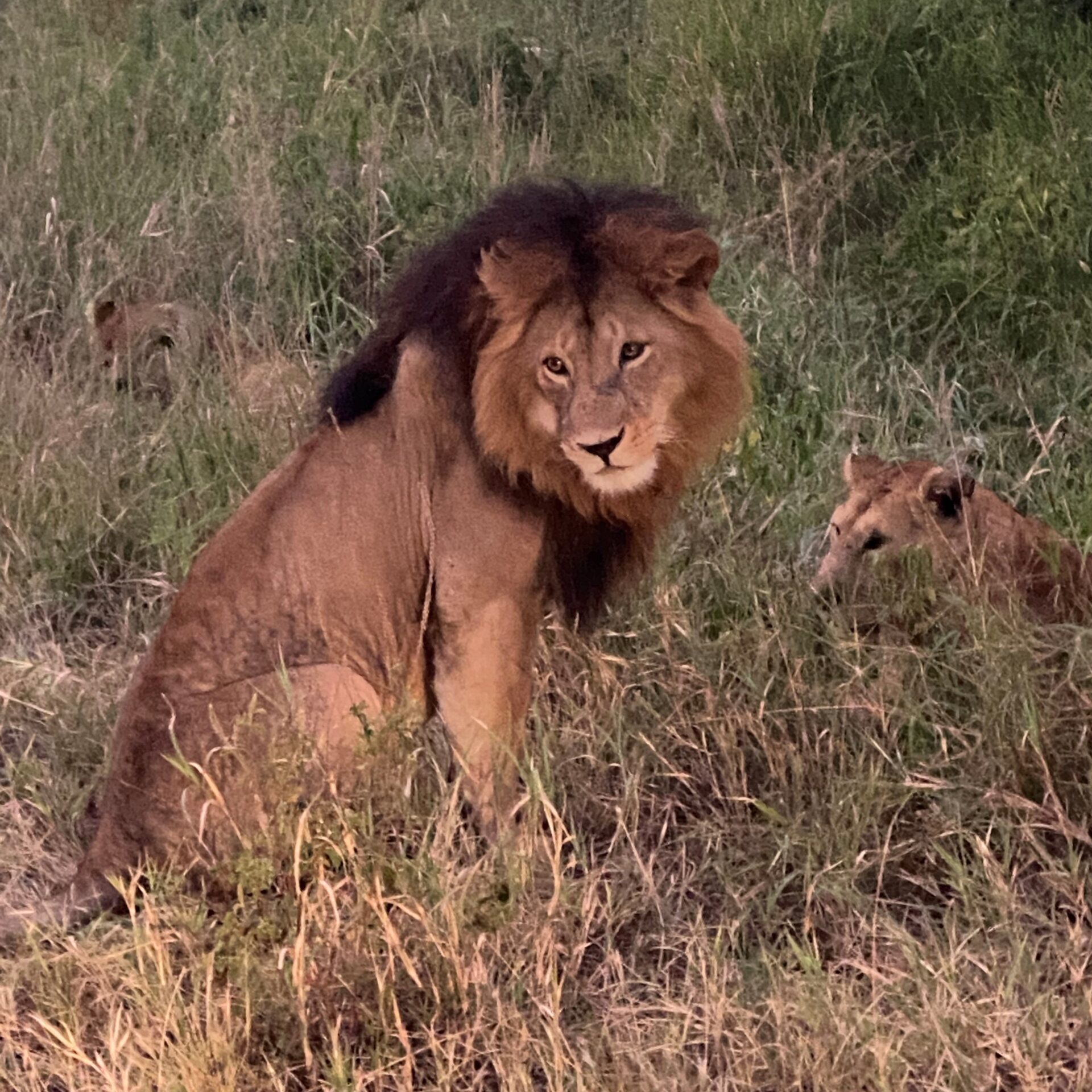 Africa lion