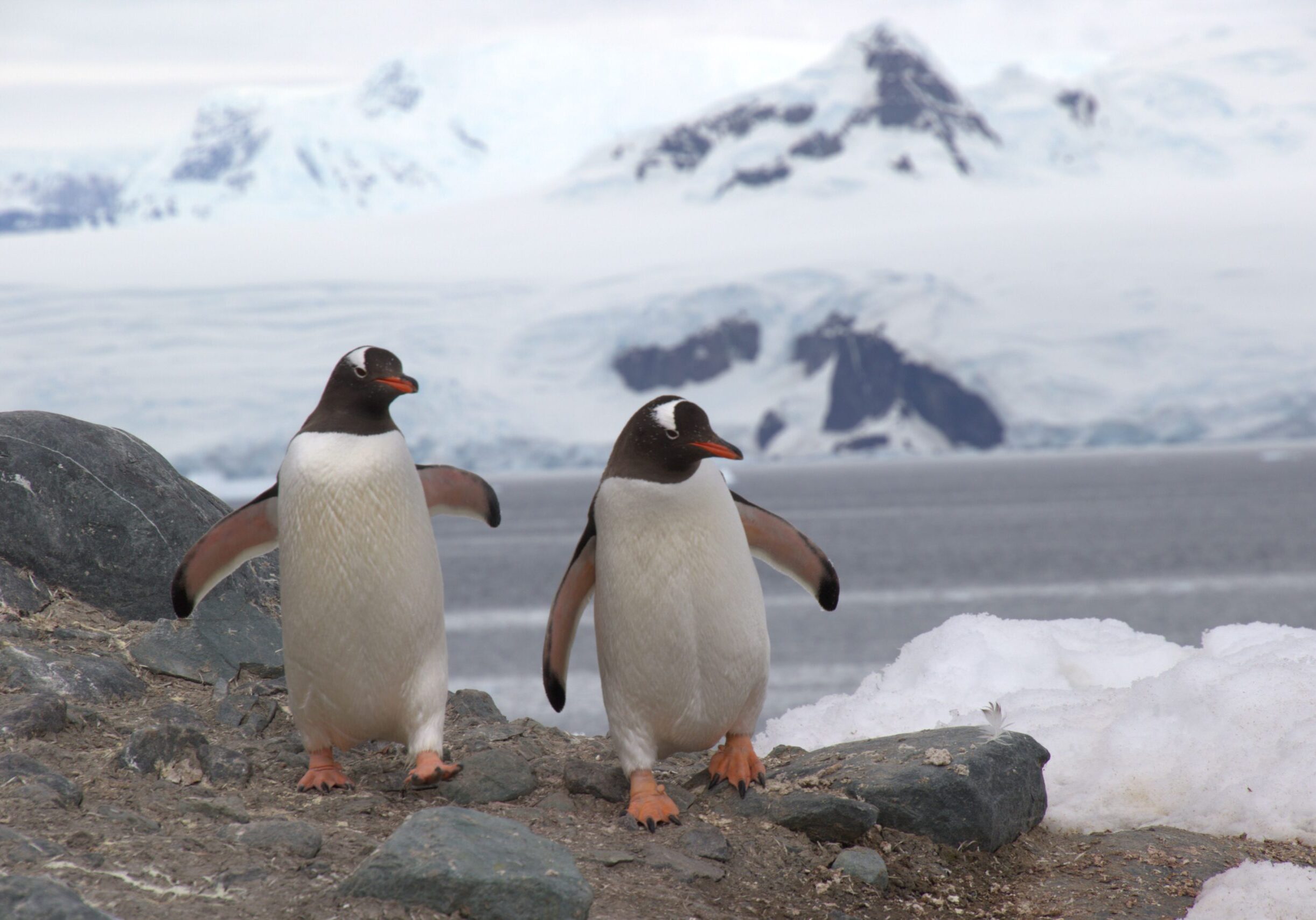 Ant penguins