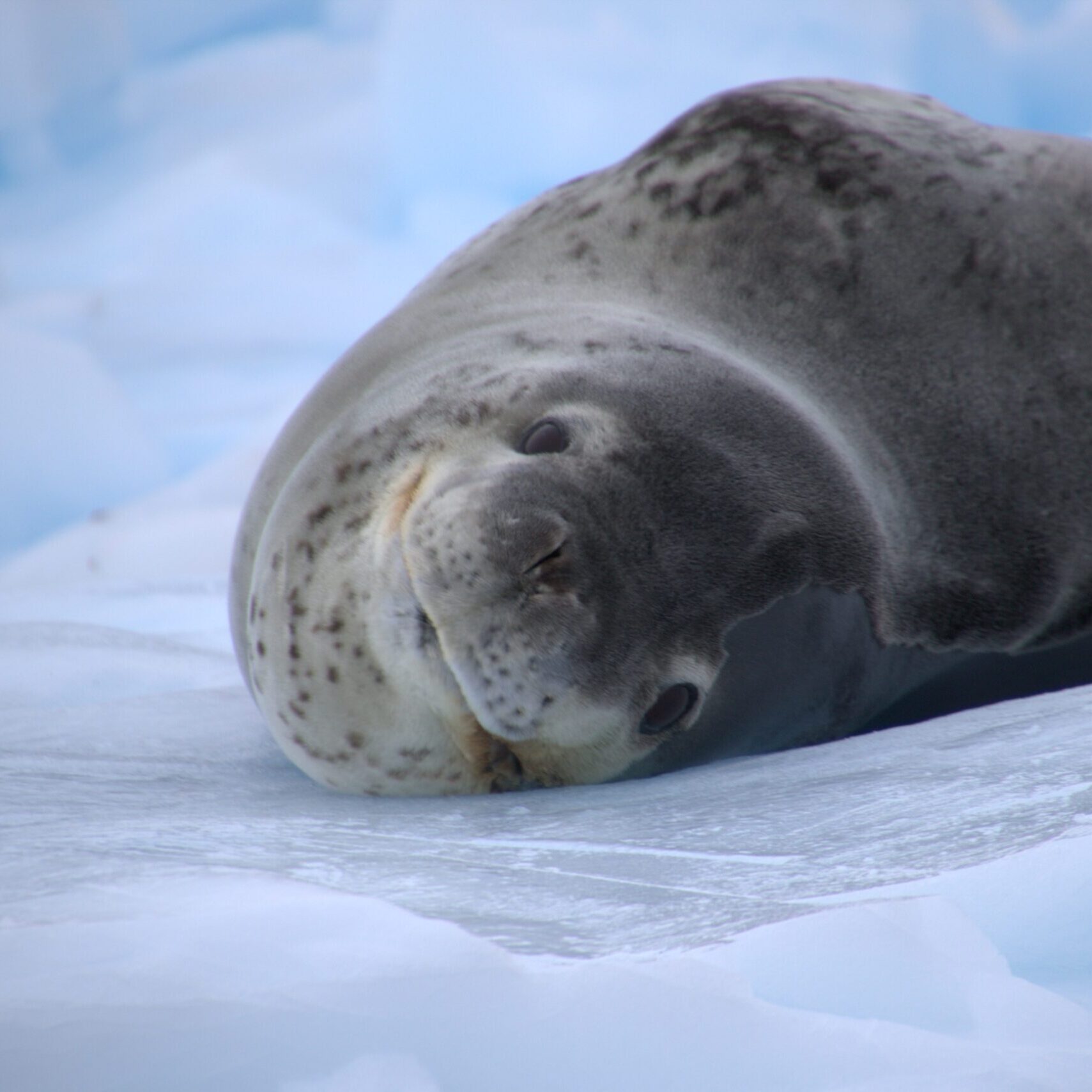 any seal
