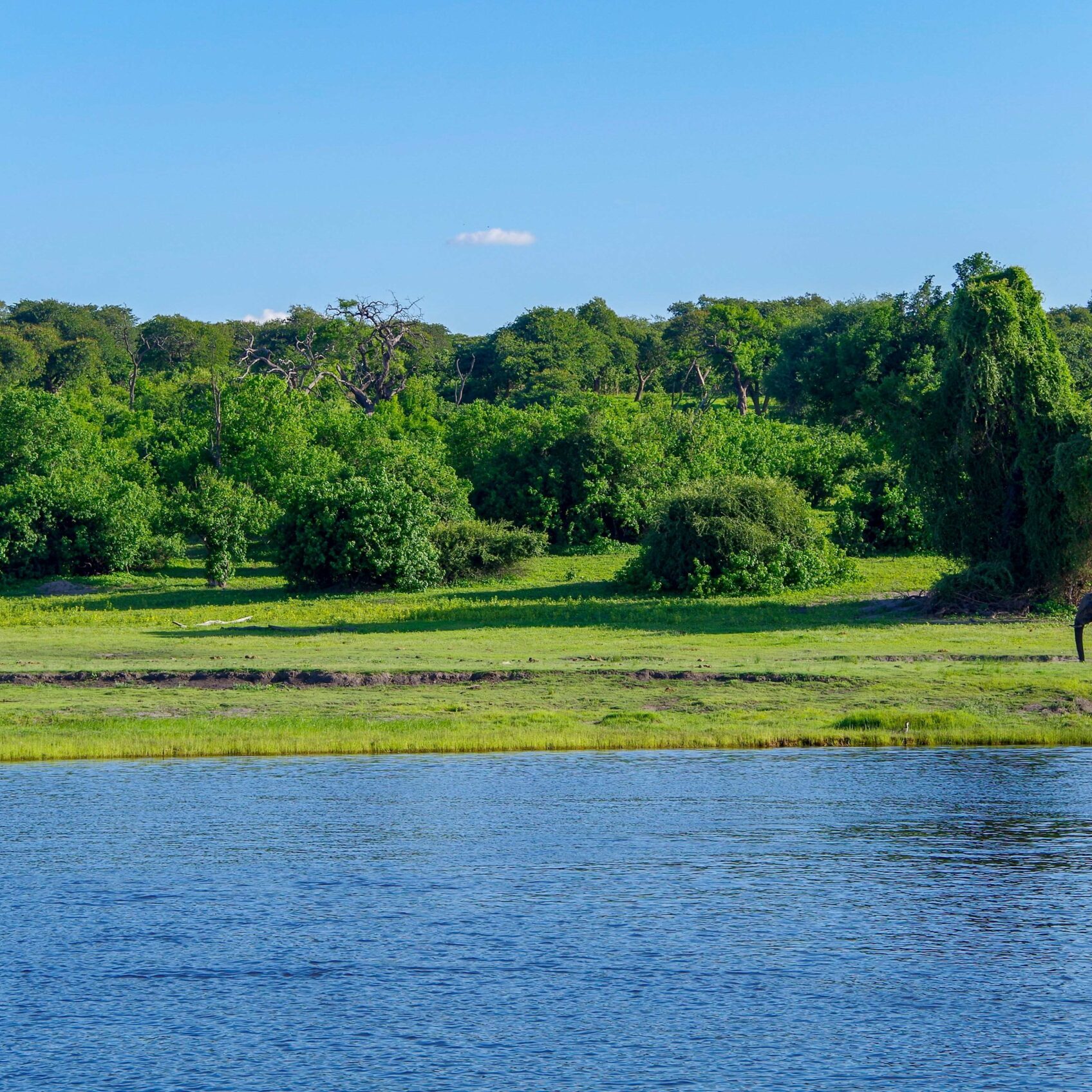 chobe river