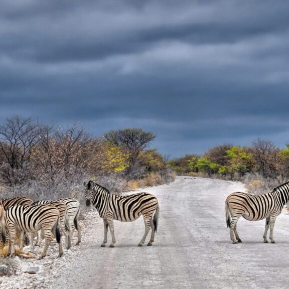 etosha zebra