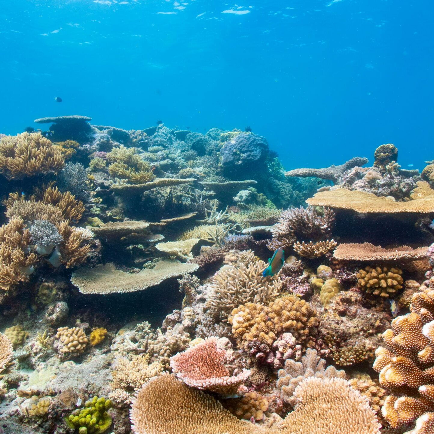 great barrier reef