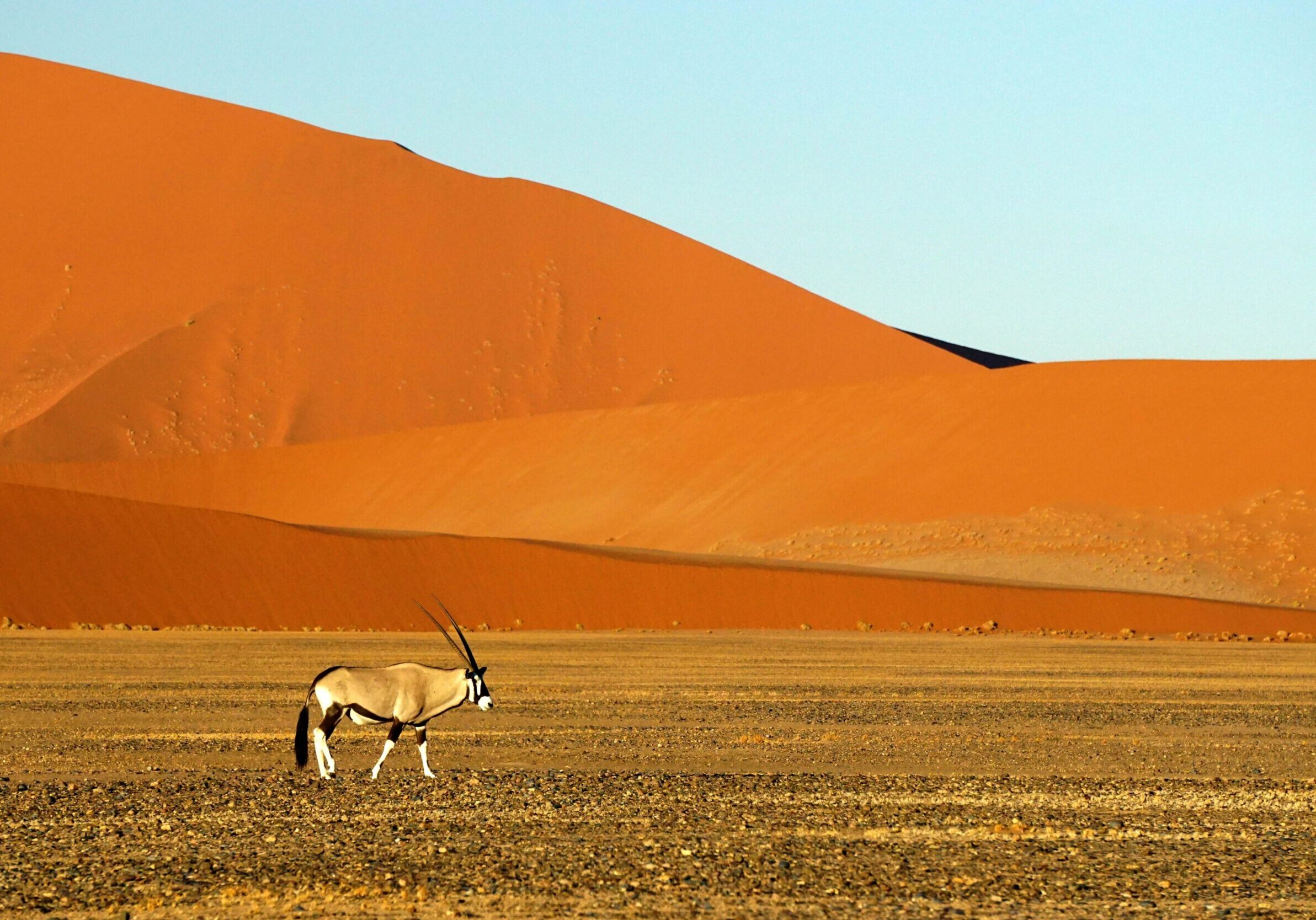 namibia sand animal solo